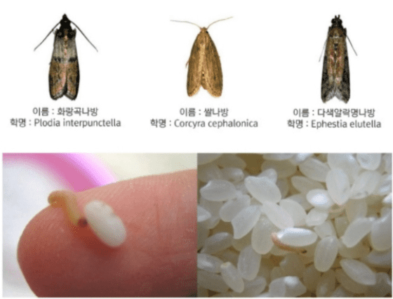 쌀벌레 종류(화랑곡나방)