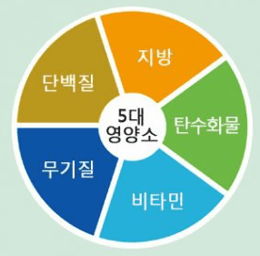 5대 영양소 고려